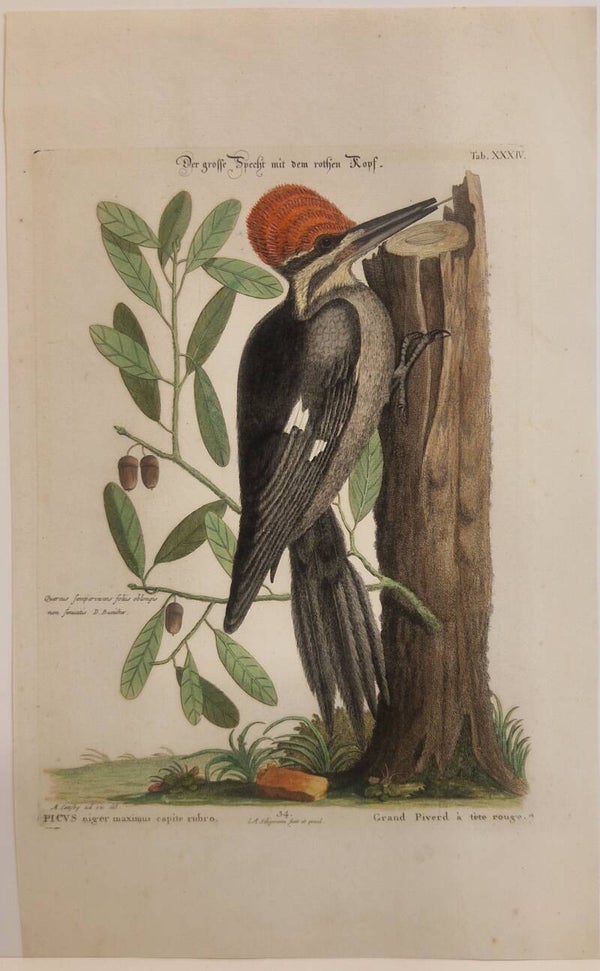 Der grosse Specht mit dem rothen Kopf.  Seligmann 1770.