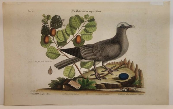 Die Taube mit der weißen Kopf..  Seligmann 1770.