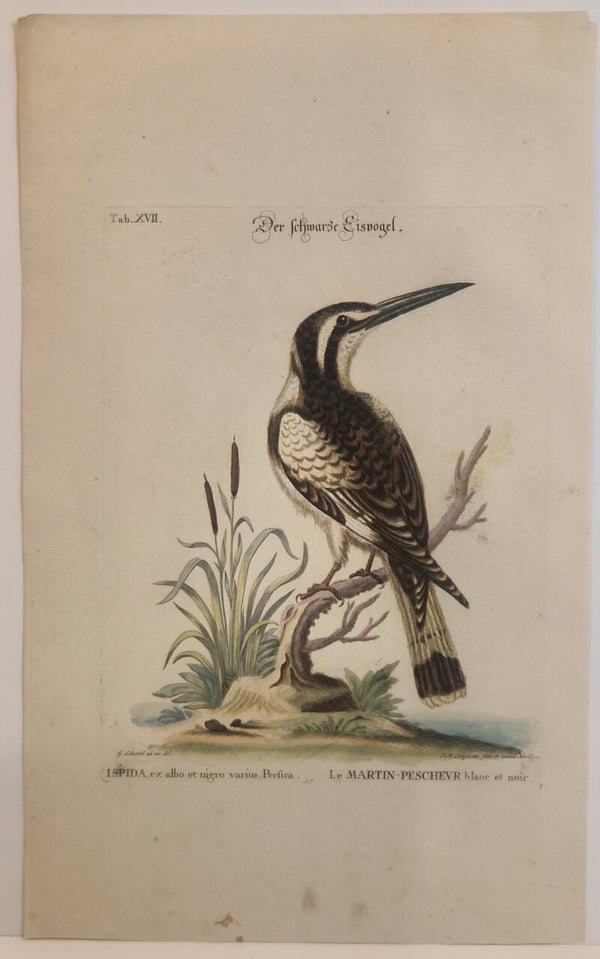 Der swartze Eisvogel. Seligmann 1770
