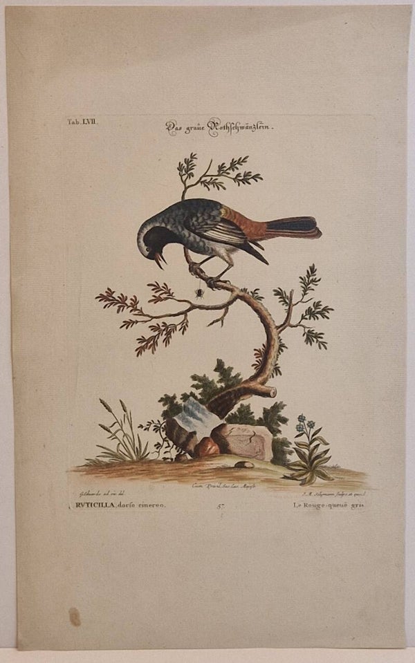 Das graue Rothschwänzlein. Seligmann 1770.