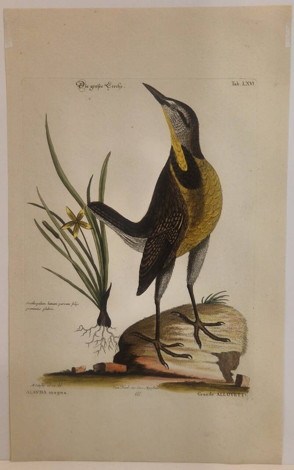 Die große Lerche. Segelmann 1770.