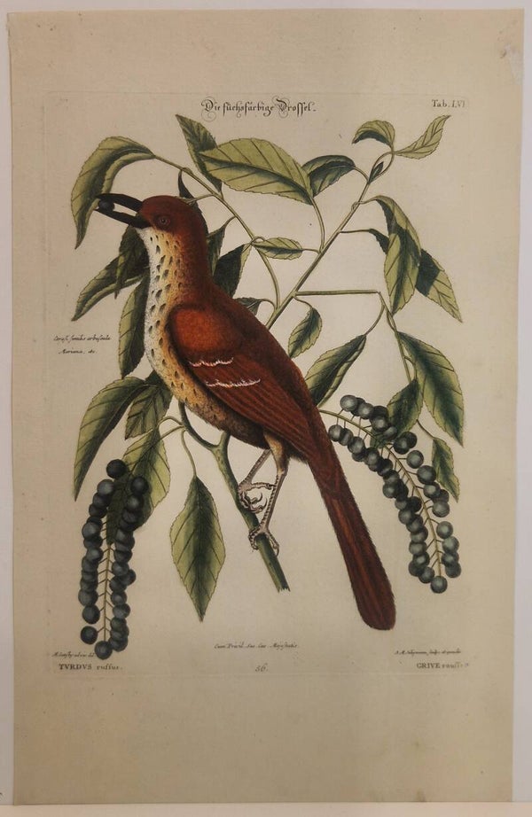 Die fuchsfärbige Drossel. Seligmann 1770.
