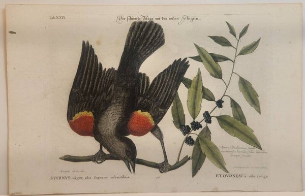 Der schwartze Staar mit den Rothen Flügeln. Seligmann 1770.