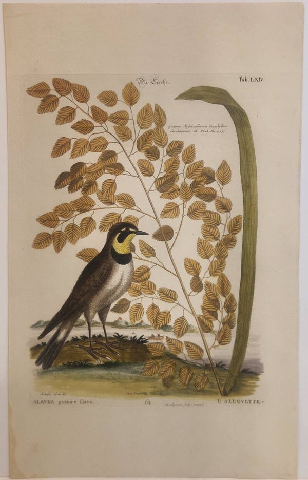 Die Lerche. Seligmann 1770.