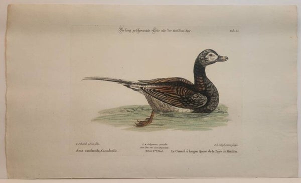 Die lang geschwaanzte ente aus der Hudson-bay. Seligmann 1770.