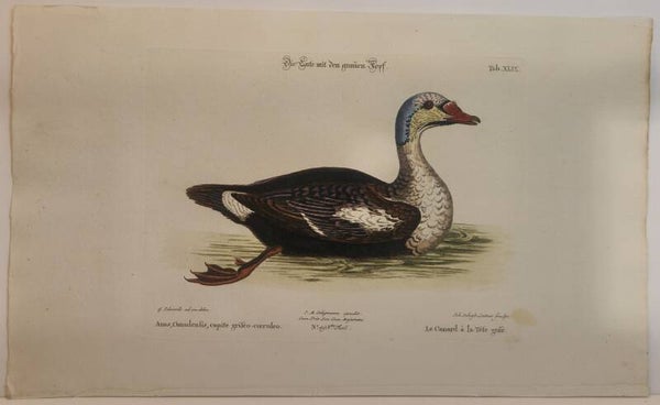 Die Ente mit den grauen Kopf. Seligmann 1770.
