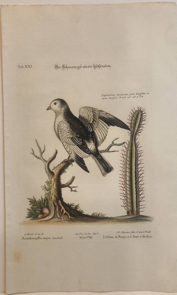Der Schneevogel aus der Hudson-bay. Seligmann 1770.