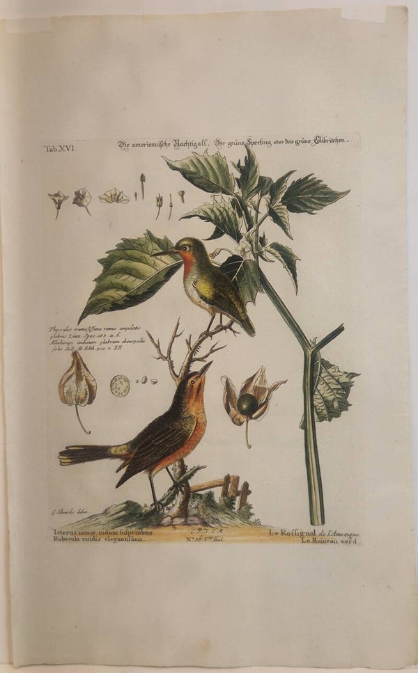 Die Americanische Nachigall, Der Grüne Sperling/ Das Grüne Colibritchen. Seligmann 1770.