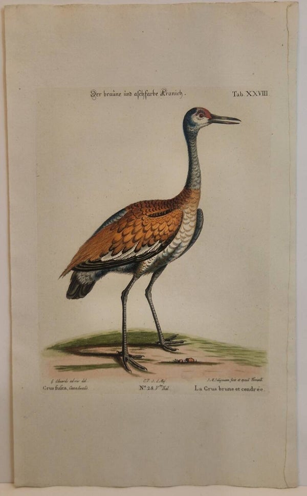 Der braune und aschfarbe Kranich. Seligmann 1770.