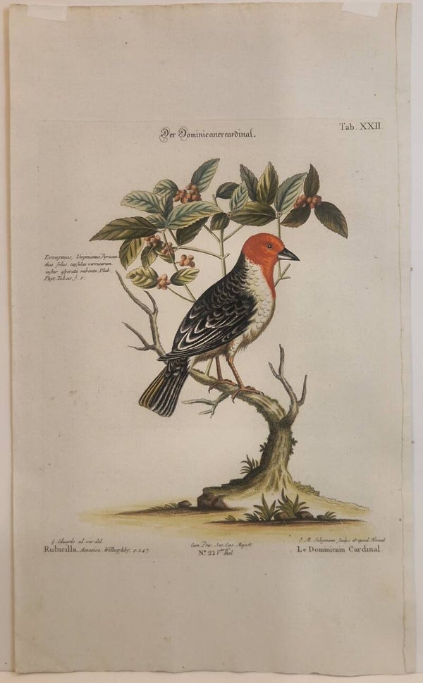 Der Dominicaner Cardinal. Seligmann 1770.