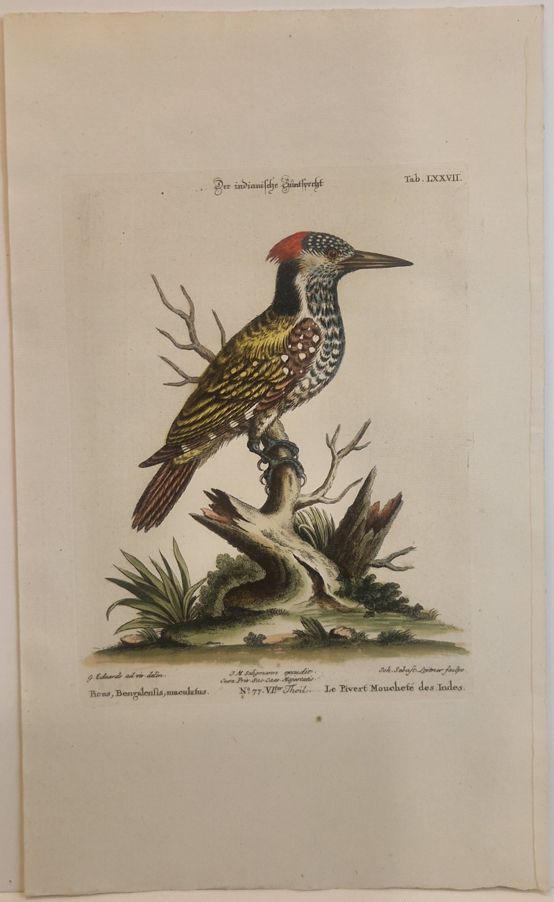 Der Indianische Bunt Specht. Seligmann 1770.