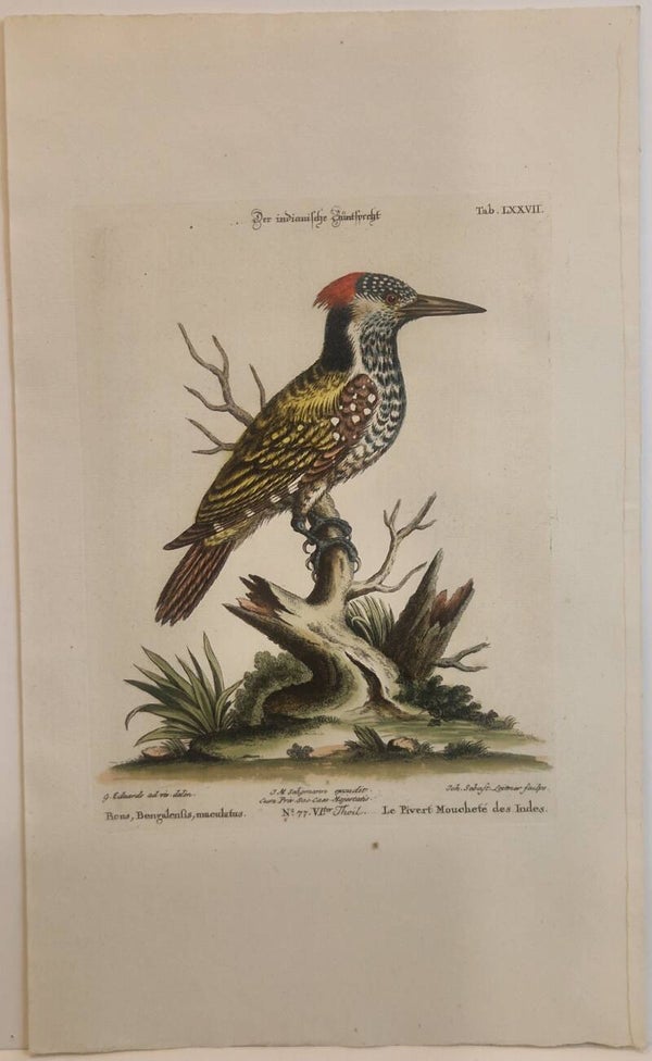 Der Indianische Bunt Specht. Seligmann 1770.