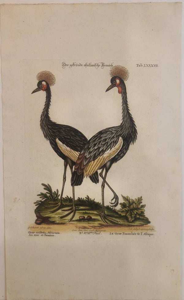 Der Gekrönte Afrikanische Kranich. Seligmann 1770.