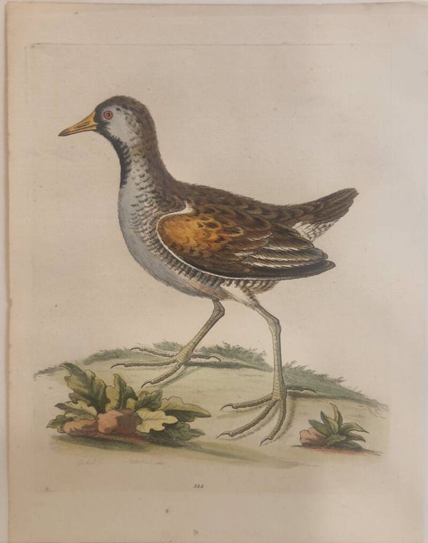 The little American Water--hen. plaat 144. Edwards 1750