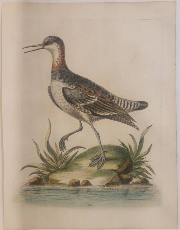Coot-footed Tringa. plaat 143. Edwards 1750