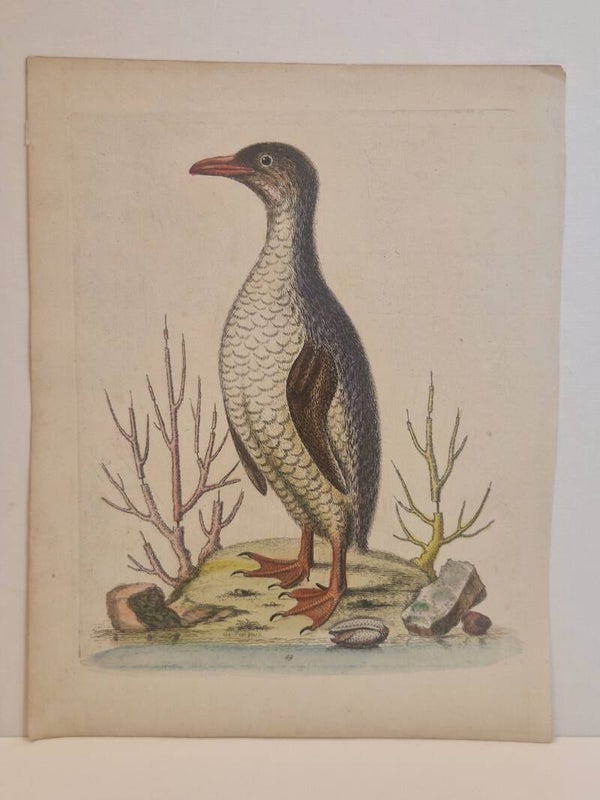 The Pinguïn. plaat 49. Edwards 1750