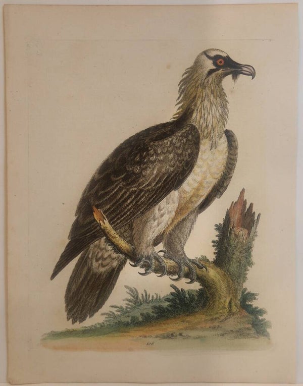 Bearded vulture or Lemmer Geyer. Plaat 106. Edwards 1750.