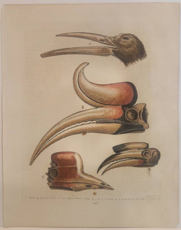 Beaks of exotic birds. plaat 281. Edwards 1758.