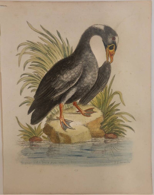 The great black Duck from Hudson's bay. plaat 155.. Edwards 1750