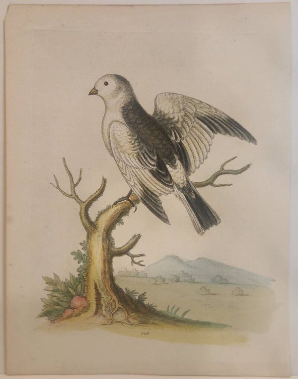 The Snowbird from Hudson's bay. plaat 126. Edwards 1750