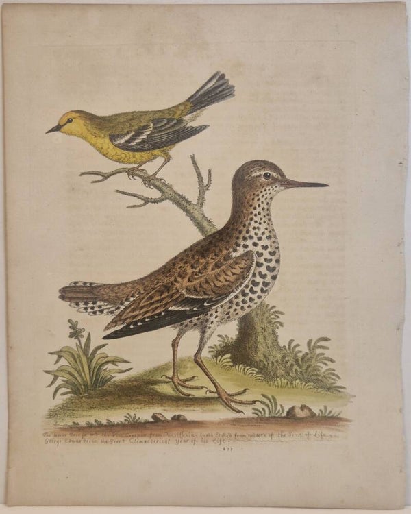 The lesser Fringe and the Pine-creeper. plaat 277. Edwards 1758