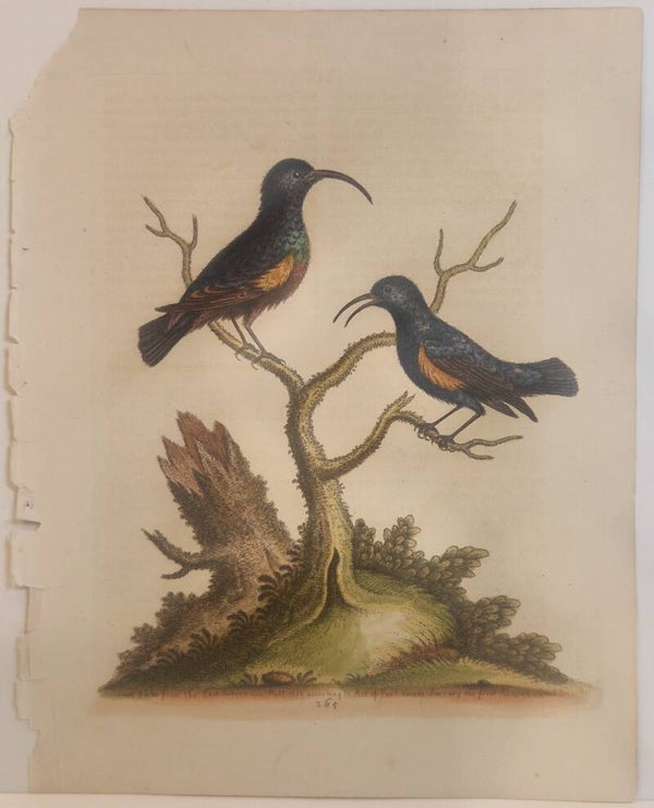 The purple Indian Creeper. plaat 265. Edwards 1758