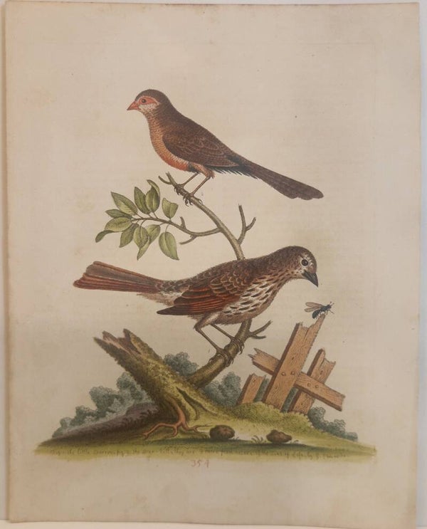 The little Sparrow and the Wax-bill. plaat 354. Edwards 1758