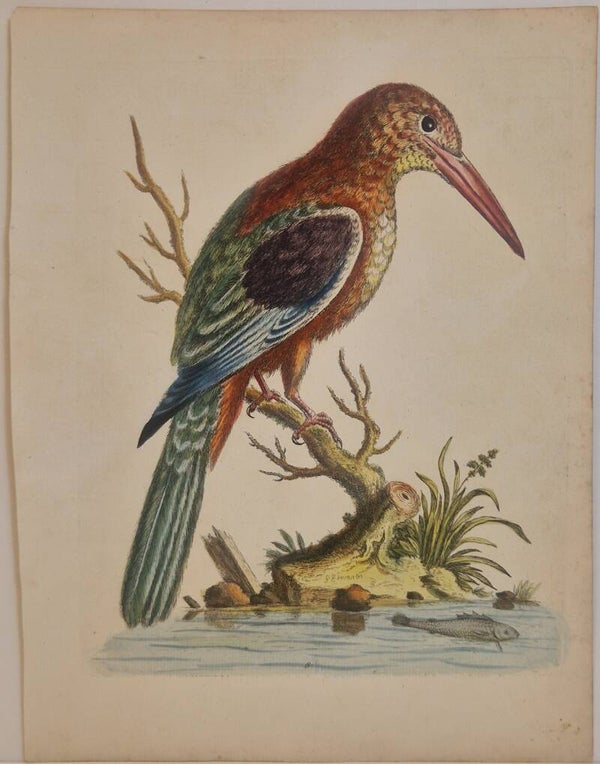 The great Kingfisher. plaat 8. Edwards 1750