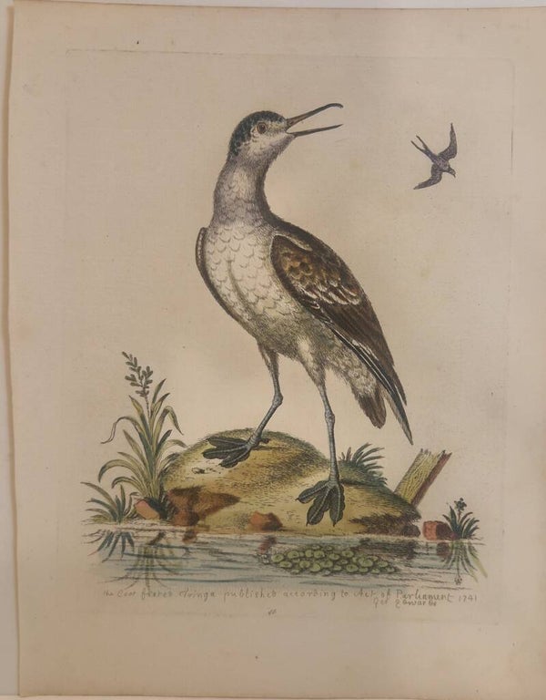 The Coot-footed Tringa. plaat 46. Edwards 1750