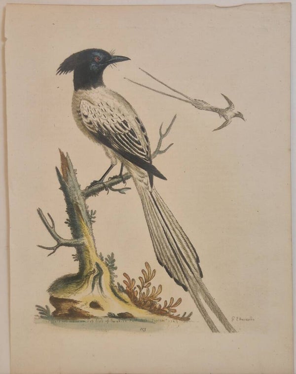 The Paradise-bird. plaat 113. Edwards 1750