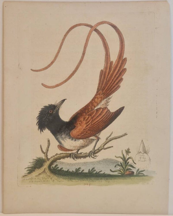 The Crested longtailed Pye. plaat 325. Edwards 1758.