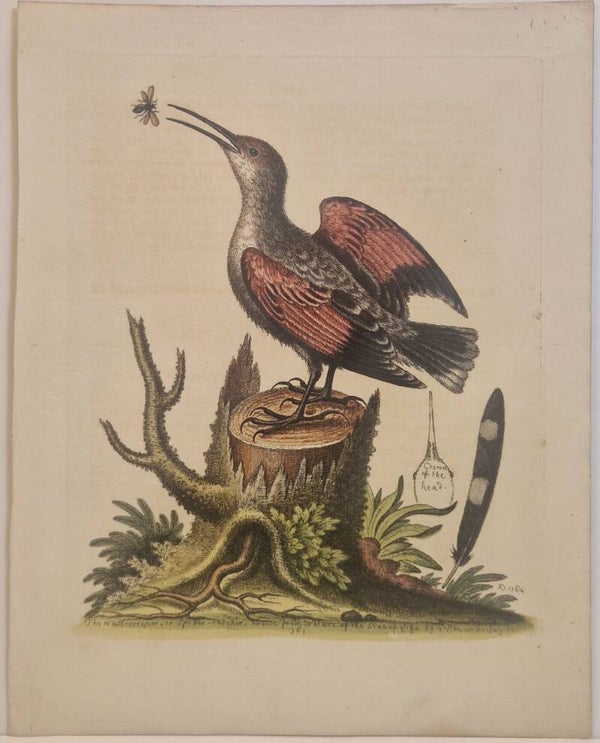 The wall-creeper or Spider-catcher. plaat 361. Edwards 1758