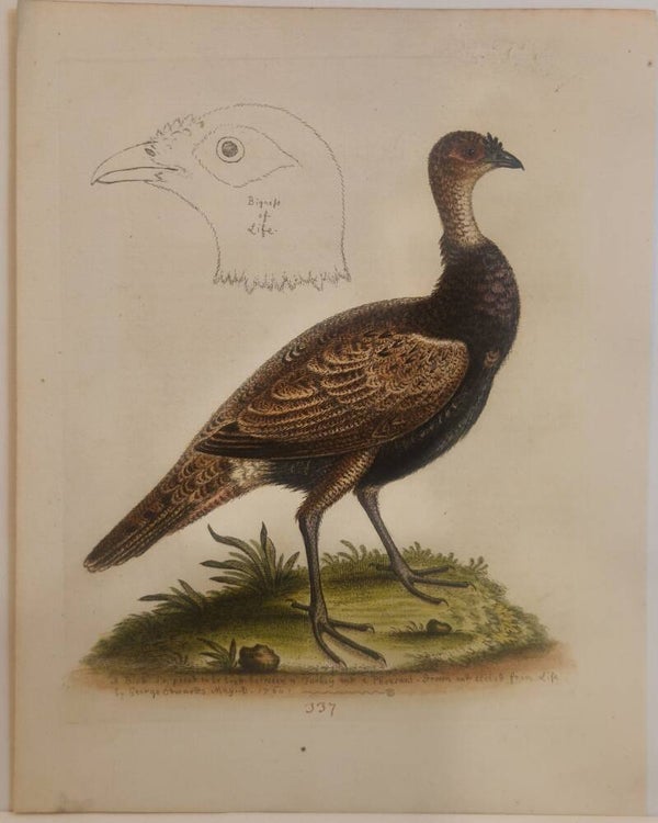 The Turkey-pheasant. plaat 337. Edwards 1758