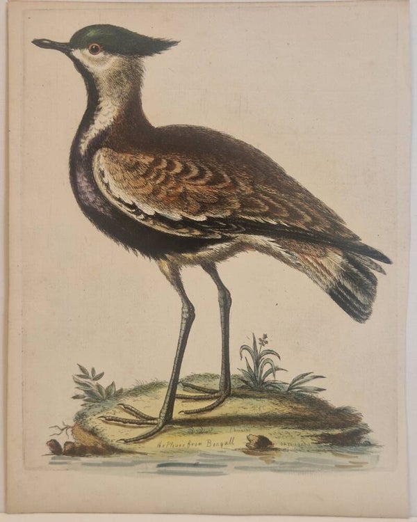 The Plover from Bengall. plaat 47. Edwards 1750