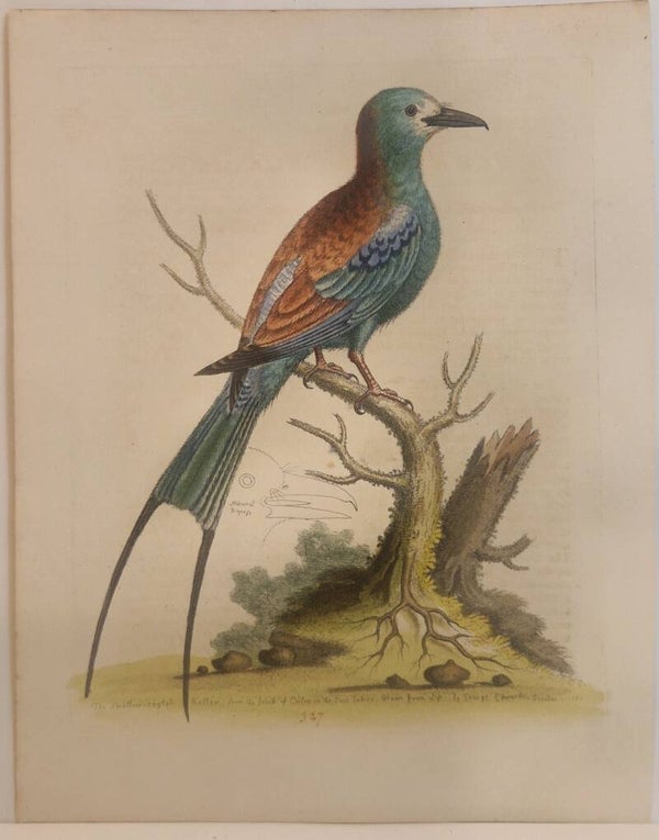 Swallow-tailed Indian Roller. plaat 327. Edwards 1758