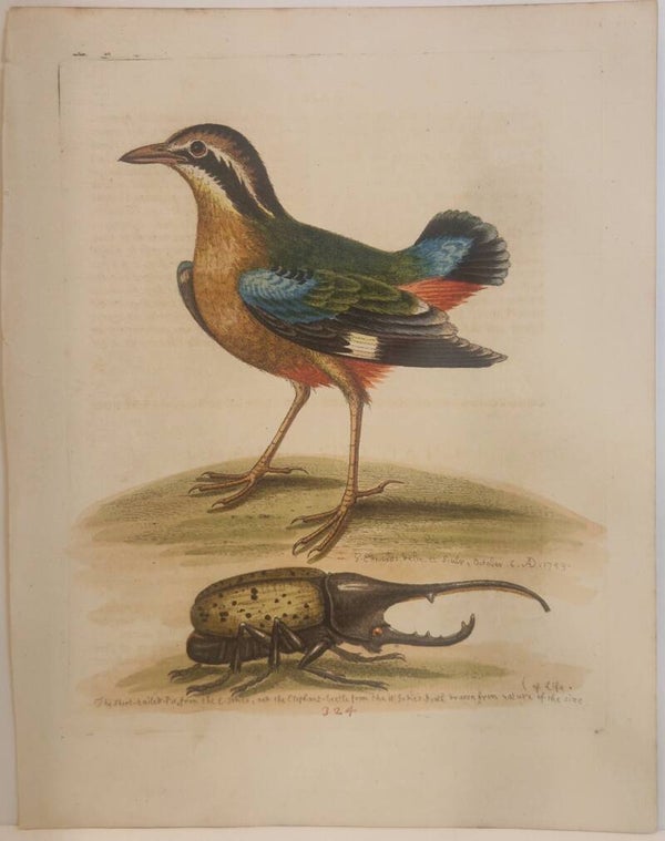 Short-tailed Pye and the Elephant-beetle. plaat 324. Edwards 1758