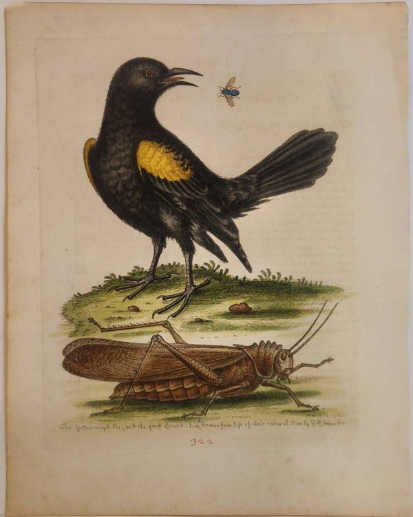 The yellow-winged Fye and the Greatest Locust. plaat 322. Edwards 1758.
