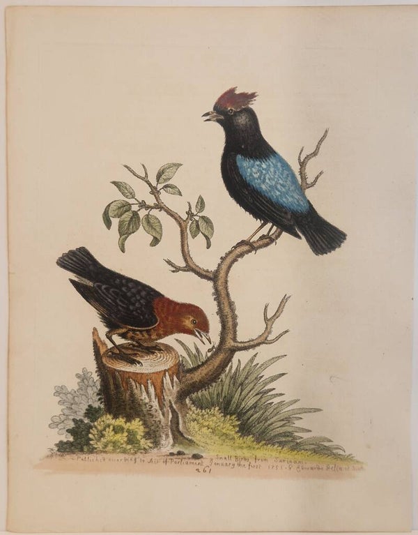 The blue-backed Manakin and the red and black Manakin. plaat 261. Edwards 1758.