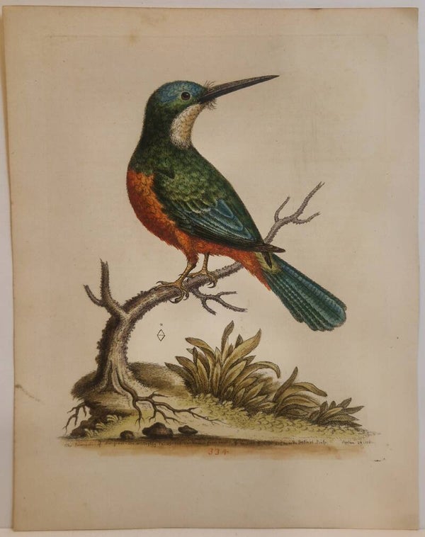 Jamaciri of Marcgrave. plaat 334. Edwards 1758.