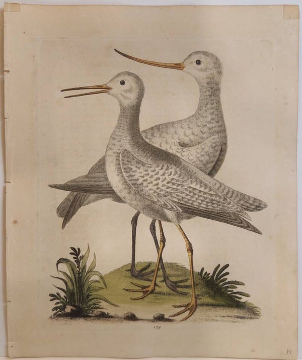 The white Godwit from Hudson's bay. plaat 139. Edwards 1750.