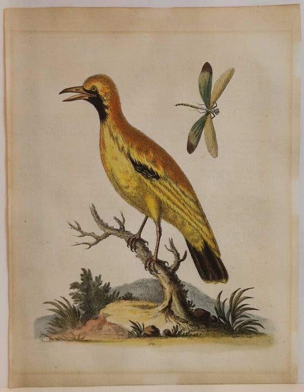 The golden bird of paradise. plaat 112. Edwards 1750