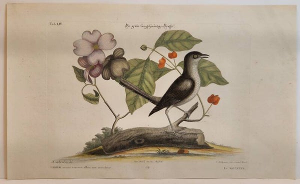 Die graue Lanschwänzige Drossel. Seligmann 1770.