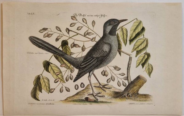 Die drossel mit den rothen Füssen. Seligmann 1770.