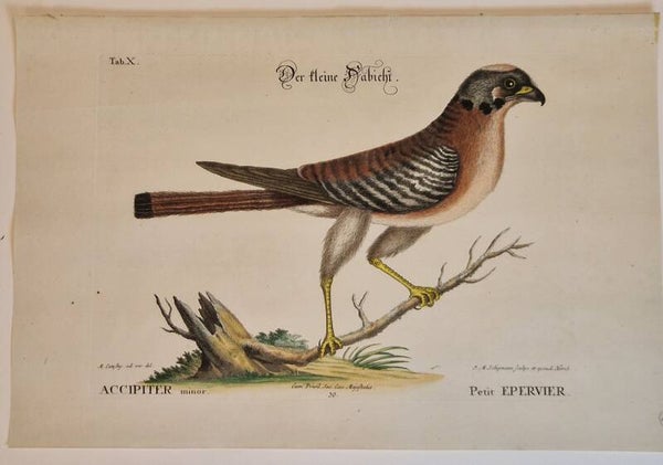 Der kleine Habicht. Segelmann 1771.