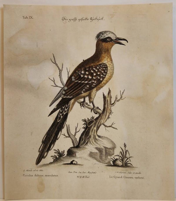 Die grosse gefleckte Gückgück. Seligmann 1770.