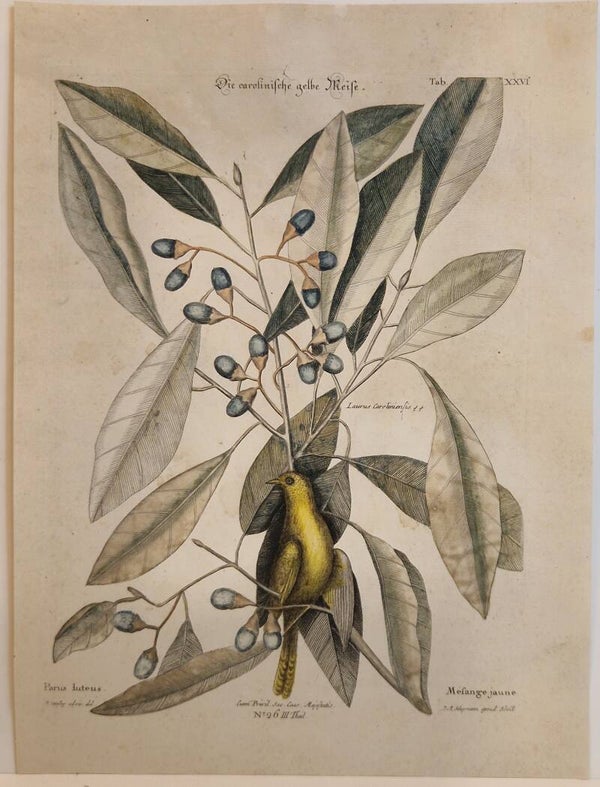 Die Carolinische gelbe Meise. Seligmann 1770.