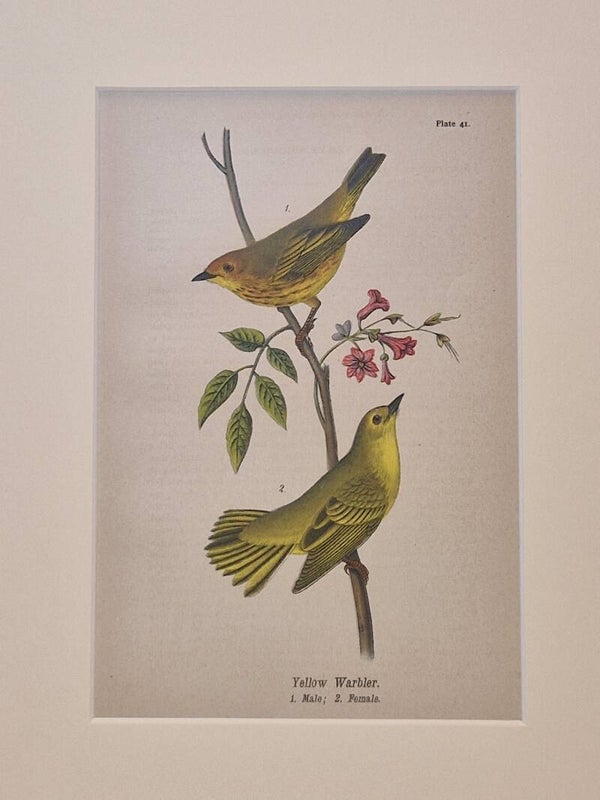 Yellow Warbler. B.H.Warren 1890.