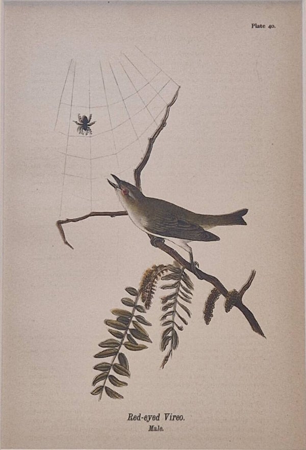 Red-eyed Vireo. B.H.Warren 1890.