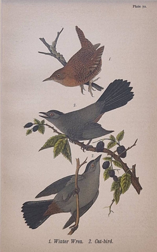 Winter-wren and Cat-bird. B.H.Warren 1890.
