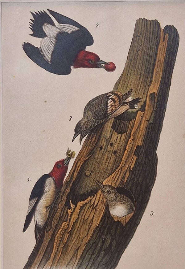 Red-headed Woodpecker. B.H.Warren 1890.